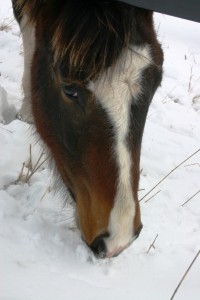 Eating snow doesn't provide enough water for your horse