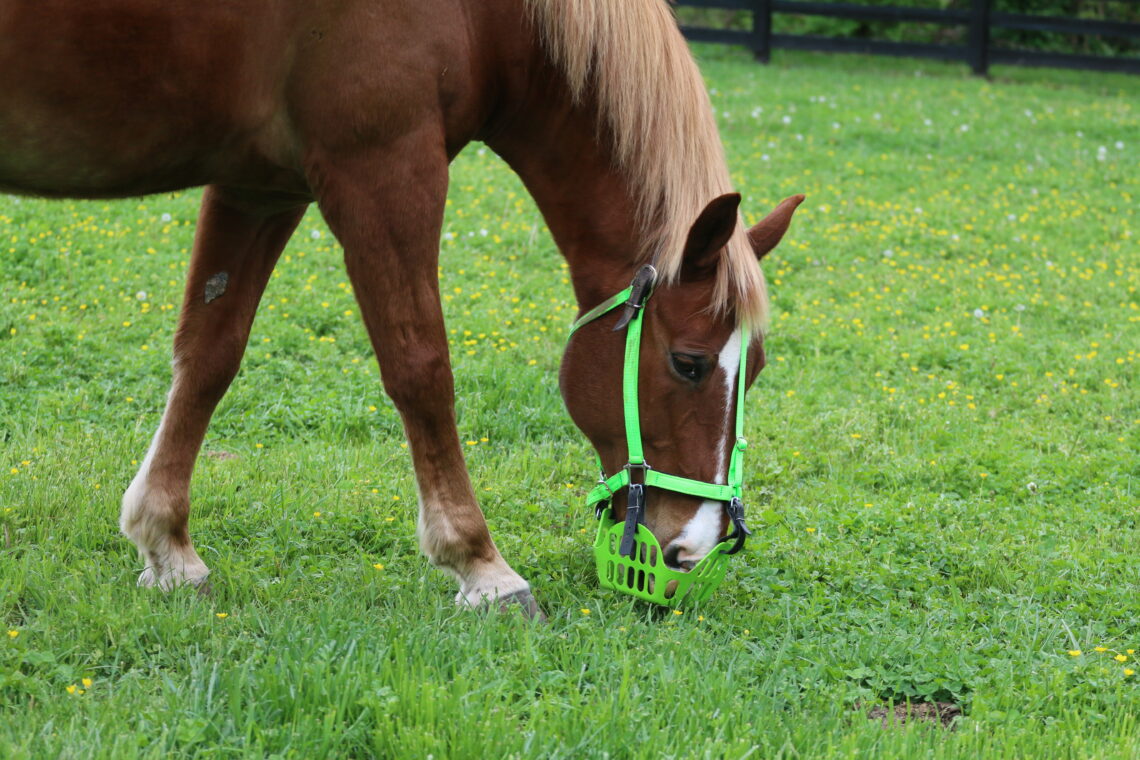 feeding a horse with a metabolic condition