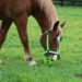 feeding a horse with a metabolic condition