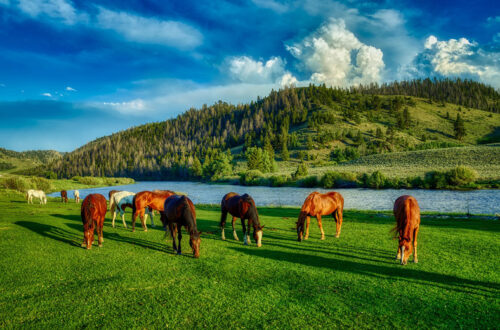 Horses Grazing on Spring Grass
