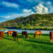 Horses Grazing on Spring Grass