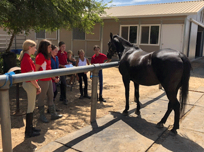 Liberty Oaks Pony Club meeting using Sugar as the model for a TPR lesson. Photo courtesy of Liberty Oaks Pony Club.