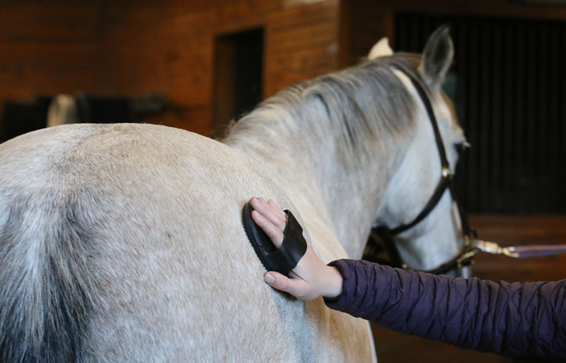 Currying a Gray Horse