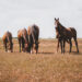 Horses Grazing by Kamila Maciejewska on Upsplash