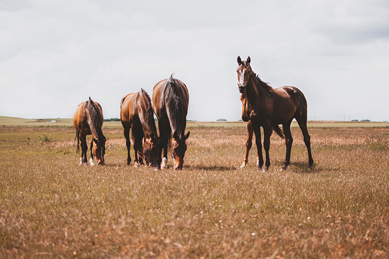 Horses Grazing by Kamila Maciejewska on Upsplash