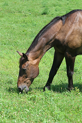 Horse grazing on green grass