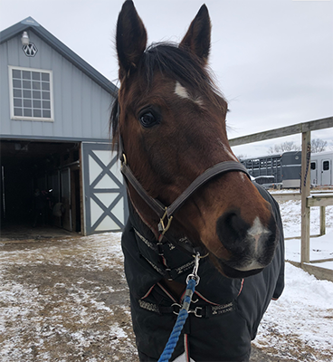 horse with blanket