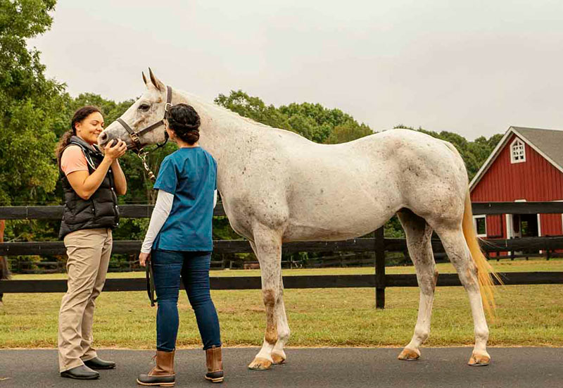 equine vet care