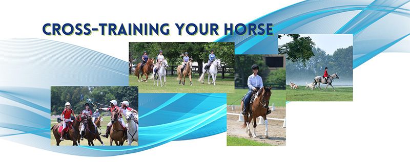 A collage of several different horse riding disciplines.