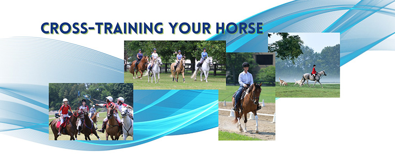 Cross-Training Your Horse: Improve the Body and the Mind