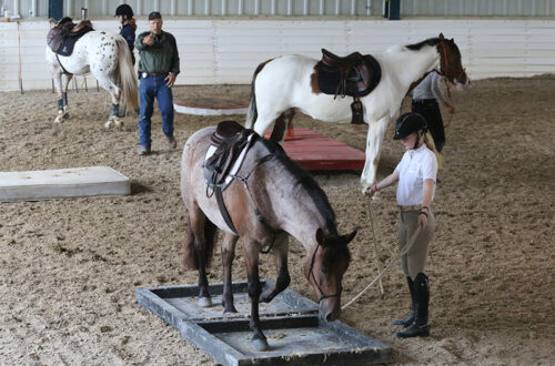 A group of people and their horses working on ground exercises.