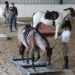 A group of people and their horses working on ground exercises.