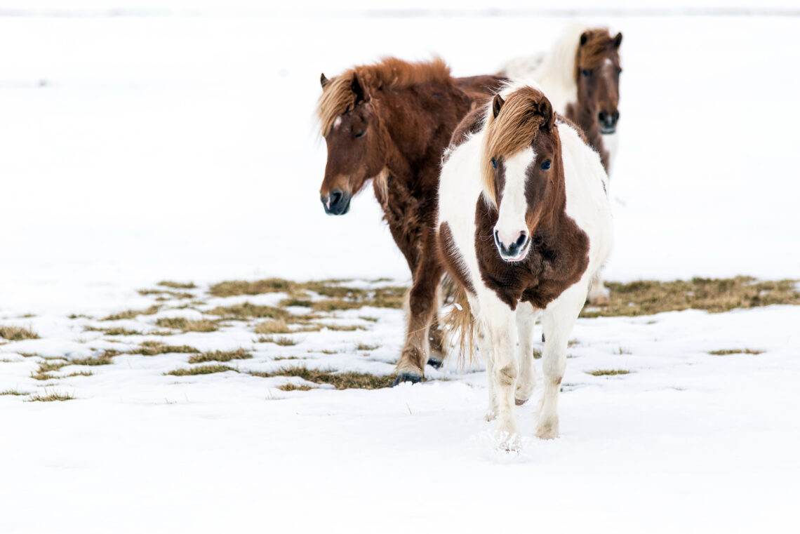 Horses in a field in the snow