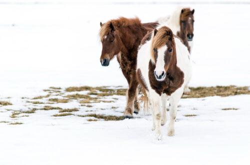 Horses in a field in the snow