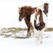 Horses in a field in the snow