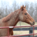 Muddy horse standing at a gate.