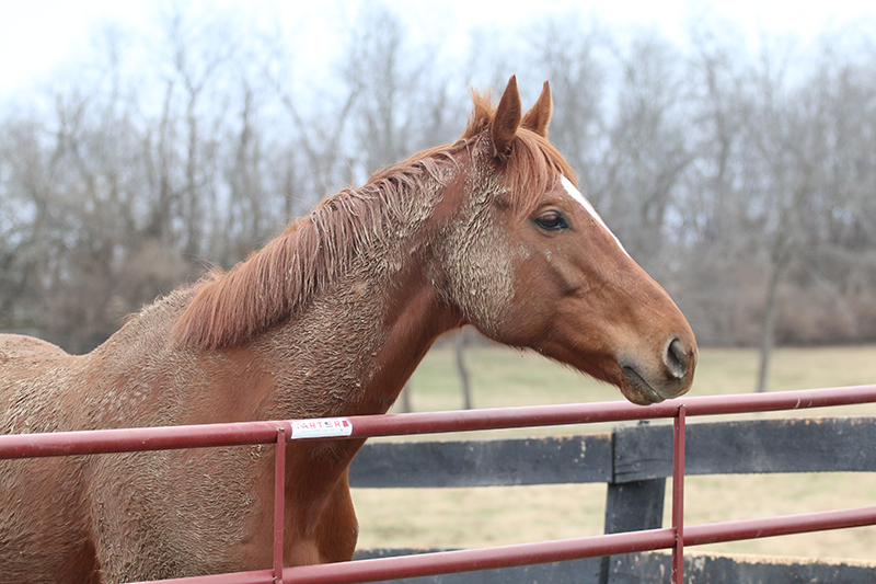 Muddy horse standing at a gate.