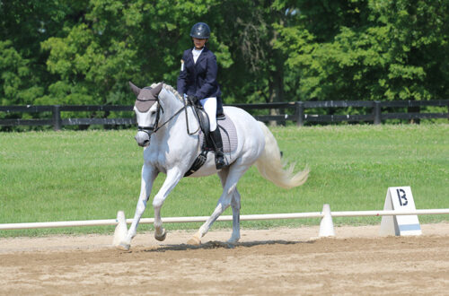 A young girl riding a big gray horse in a dressage arena.