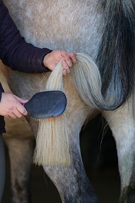 A person brushing a horse's tail.