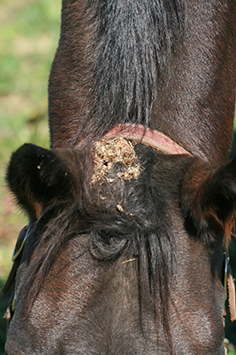 A horse with burrs in its forelock.