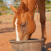 A horse eating out of a feed pan.