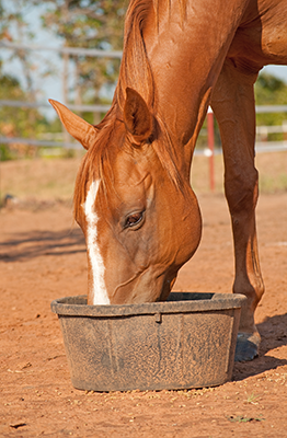 A horse eating out of a feed pan.