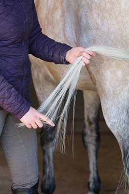 A person running their fingers through a horse's tail to get the knots out.