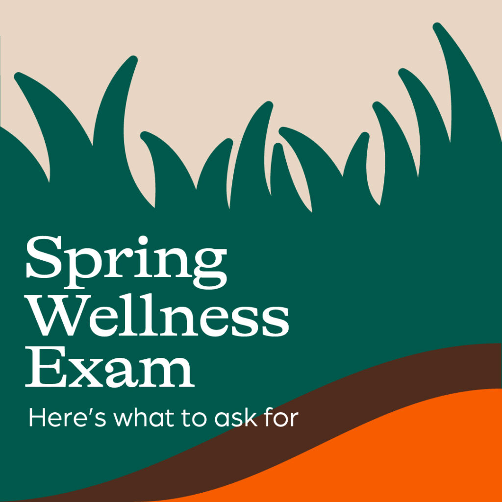 Spring Wellness Exam Graphic