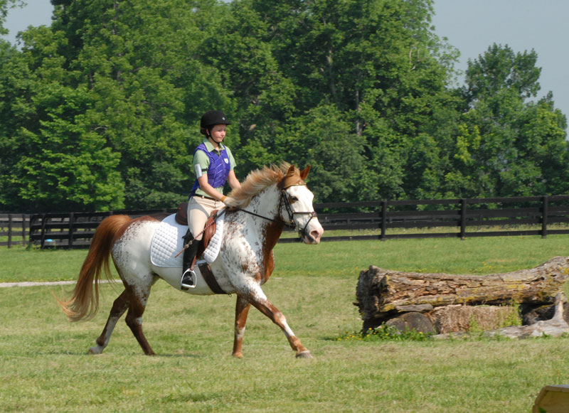Female equestrian in purple safety vest gallops outdoors on chestnut and white paint pony.