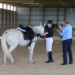 A young woman explaining a part of her horse's equipment to an examiner.