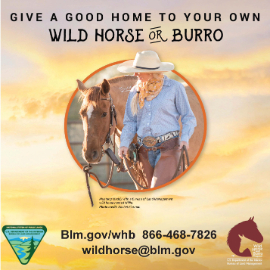 adopt a wild horse or burro from the blm