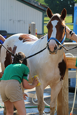 A young girl bathing her horse for an article on grooming mistakes.