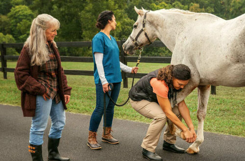 Regenerative medicine devices can be used on horses with joint issues.