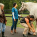 Regenerative medicine devices can be used on horses with joint issues.