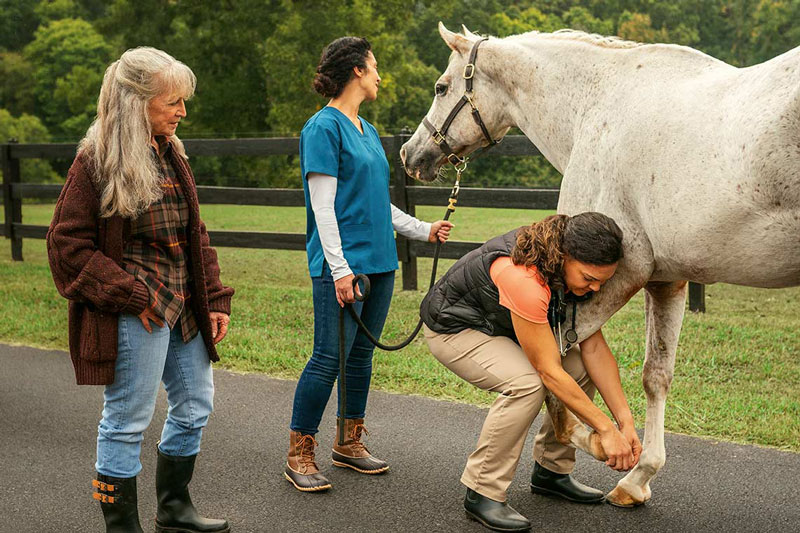 Regenerative medicine devices can be used on horses with joint issues.