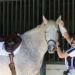 A young girl cleaning the ears of her horse for an article on grooming mistakes.