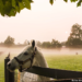 gray thoroughbred horse looks over fence in kentucky