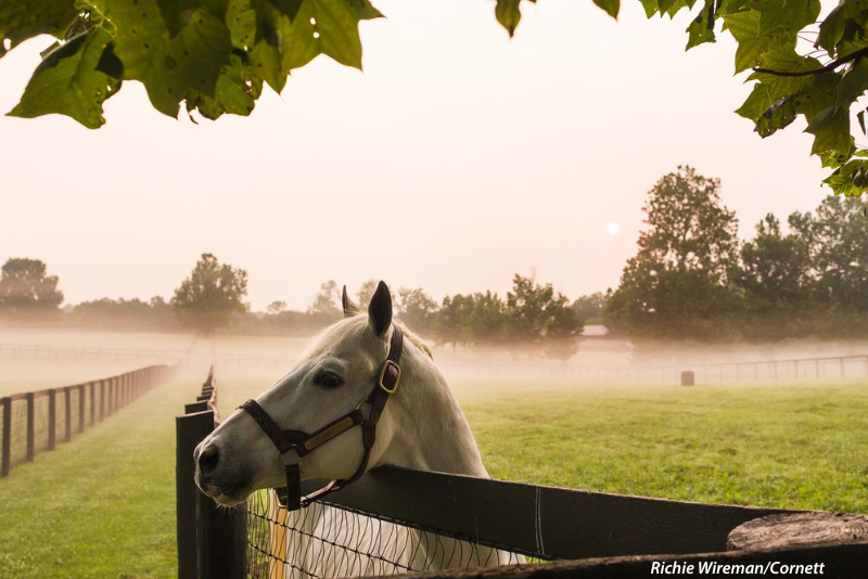 gray thoroughbred horse looks over fence in kentucky