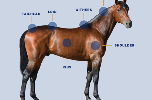 A chart showing the areas on a horse to check their body condition