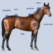 A chart showing the areas on a horse to check their body condition