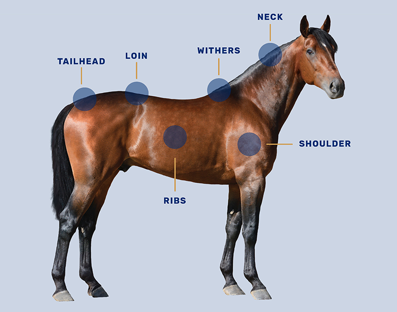 A chart showing the areas on a horse to check their body condition