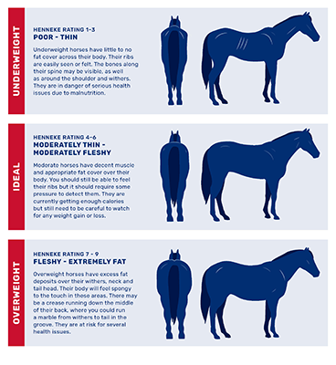 A chart showing the Henneke Body Condition Scoring System