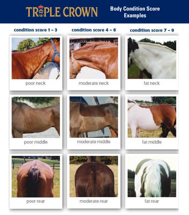 A chart of different body conditions in horses