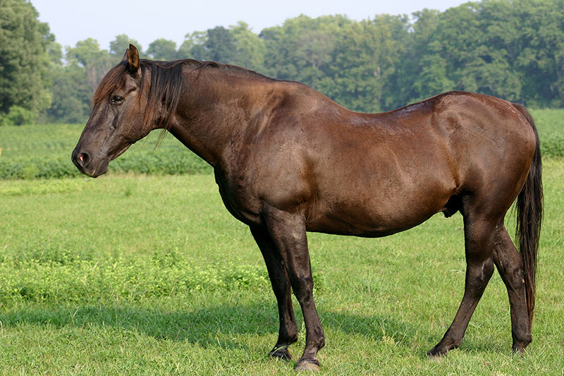 An older horse standing out in a field