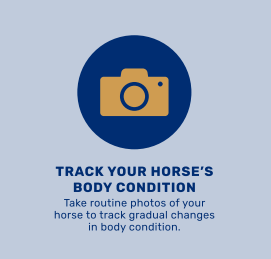 A graphic reminding individuals to take images of their horses to track body condition