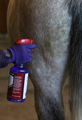 Spraying a horse with a bottle