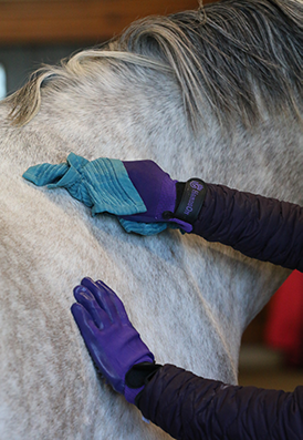 Toweling a horse off.