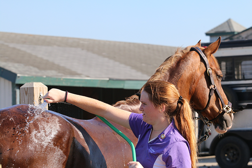 A young girl bathing her horse.