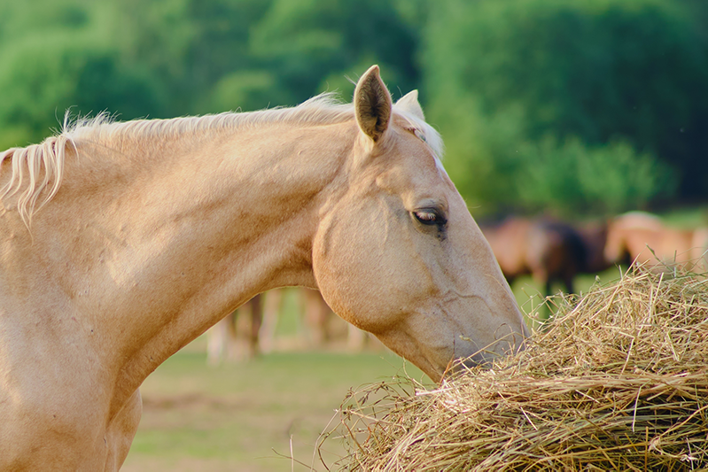 A horse eating hay for an article on nutrition to suit a horse's workload