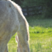 A gray horse outside
